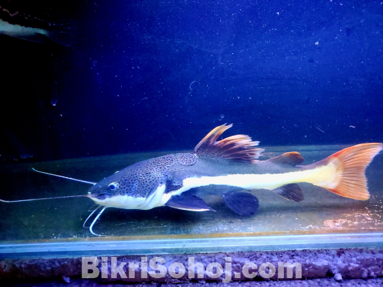 Amazon red tail catfish 20 inch size